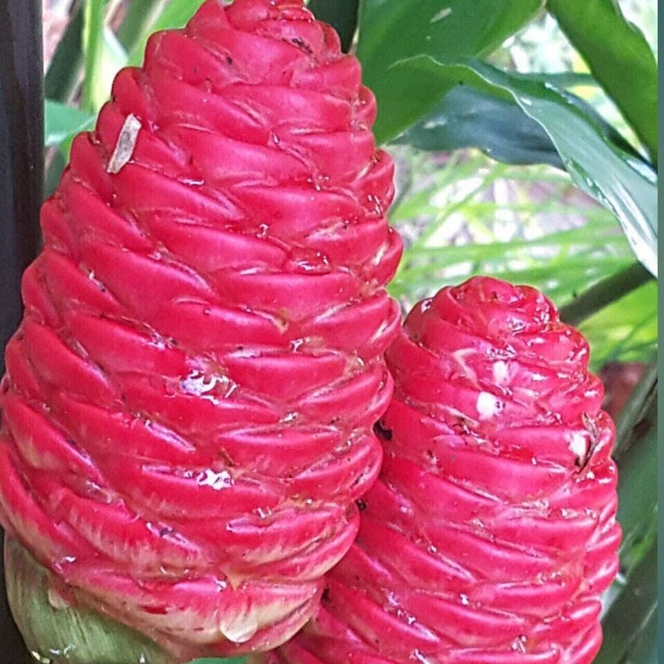 8 Shampoo Ginger Rhizomes, Zingiber Zerumbet, Pine Cone, Free & Fast