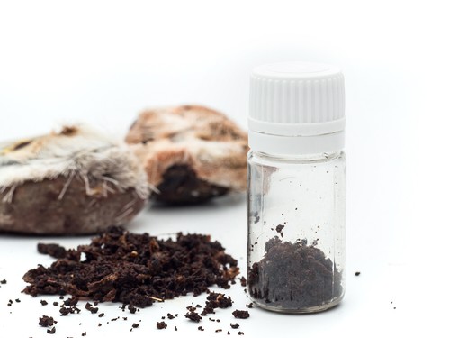 1 GRAM SIBERIAN BLACK MUSK DEER MUSK KASTURI GRAINS