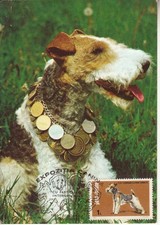 ROMANIA 1980: DOG, maximum card - registered shipping!