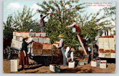 POSTCARD PICKING APPLES ON FIVE MILE PRAIRIE SPOKANE WASHINGTON
