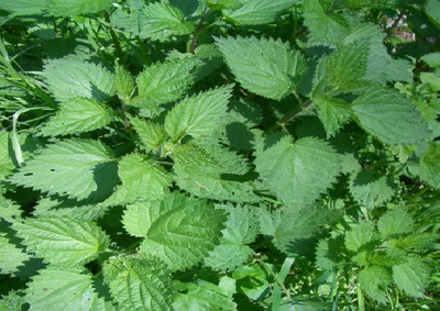 ORTICA Polvere Micronizzata Agricoltura Biologica - Foto 8