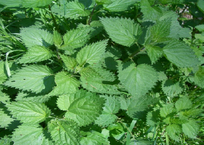 ORTIGA urtica dioica MEDICINAL 10000 semillas - seeds frescas