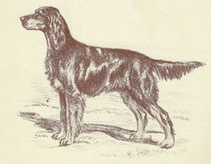 Gordon Setter - CUSTOM MATTED - 1954 Vintage Dog Art Print - Megargee