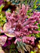 WWC Pink Panther - Live Coral Frag SPS/Acropora