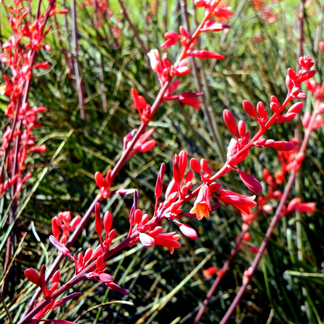 25 RED YUCCA SEEDS (Hesperaloe parviflora) Hummingbird
