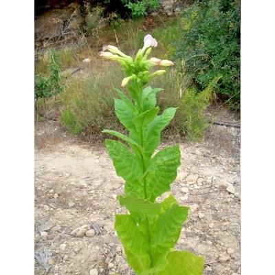 TURKISH BASMA TOBACCO - 100 SEEDS