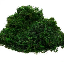 8 OZ 92926 Preserved Forest Moss Fresh Green for Floral Arrangements Crafts