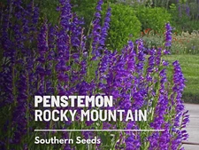 Rocky Mountain Penstemon Seeds, Heirloom Pollinator Flower, USA Grown