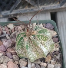 Astrophytum capricorne Heavy White Flecking Curly Head Spines Cactus 17