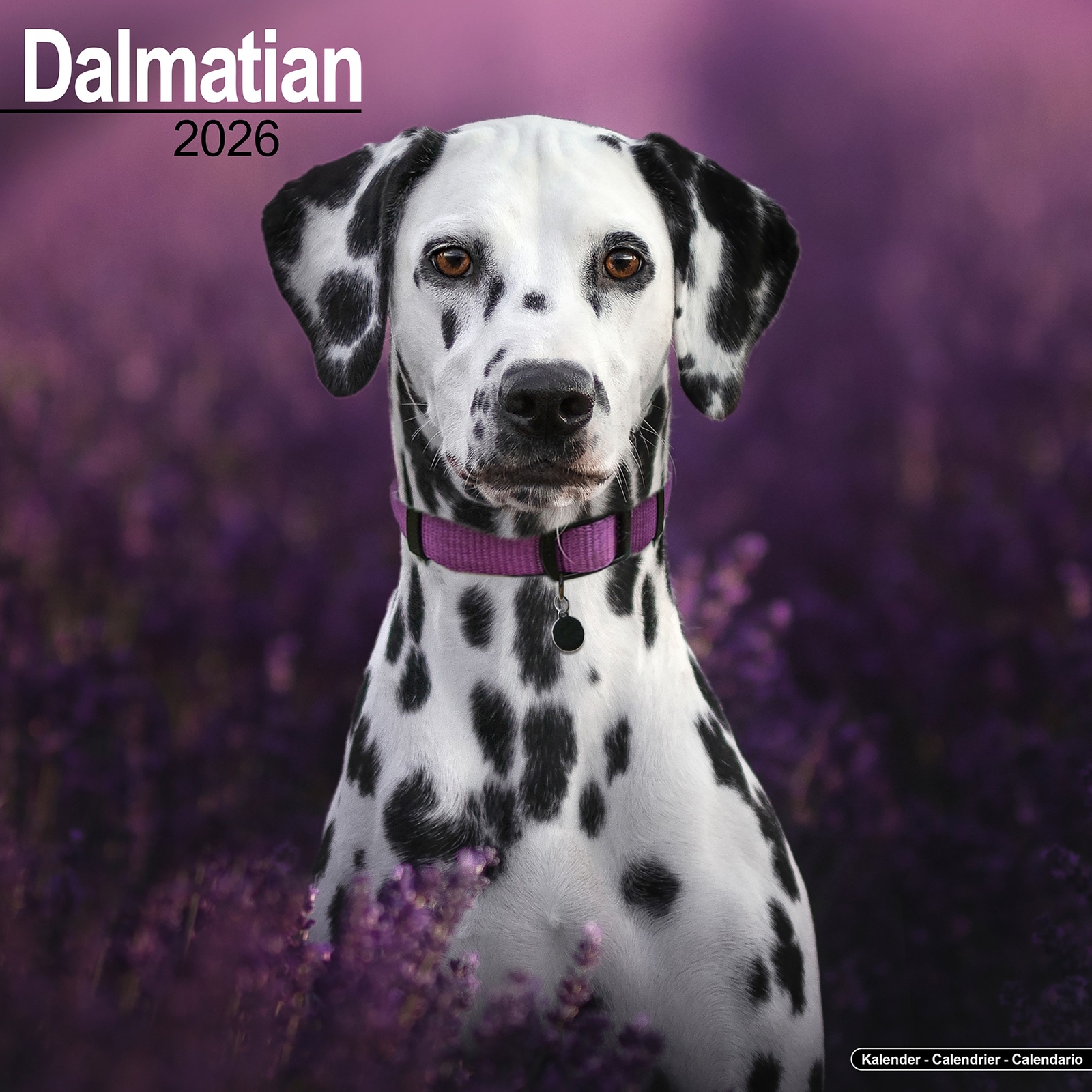 Dalmatian 2026 Calendar | Dog Breed Gift Wall 15% OFF MULTI ORDERS