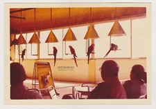 Vibrant Photo of Parrot Show Contest People Choose the Beauty of Colors Snapshot