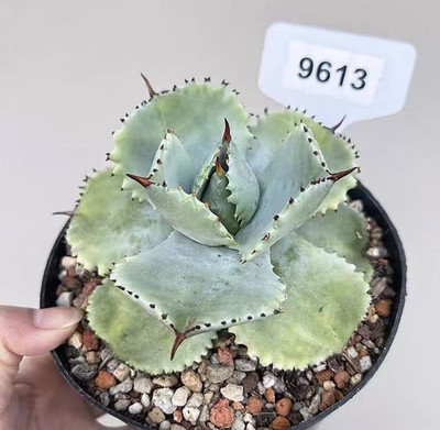 1pcs Random Pot 14cm Rare Cacti Live Agave isthmensis  Densispina  Decor