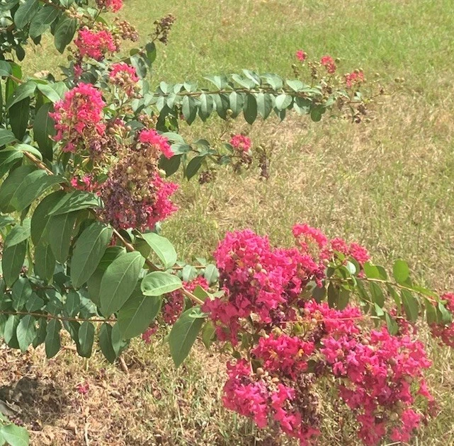 6+ Pink Crape Myrtle Cuttings Fresh Cut 12”+ Young Growth Live Packed Native - Image 3 of 4