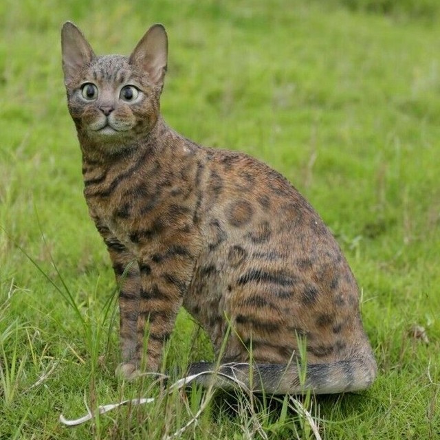 NEW Sitting Large Bengal Cat Figurine Life Like Statue Home / Garden
