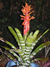 Aechmea GREEN CHANTINII Bromeliad one tropical plant BIG 