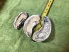 Lot of 57 Atlantic Oyster Shells 3.5 To 5.5 Inches   Long Polished In The Ocean — photo 9