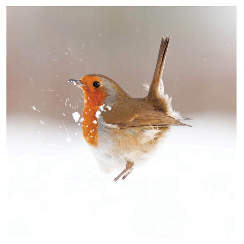 Cute Robin in the Snow Christmas Card – Xmas Friend Photographic Greeting Card
