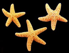 Set of 6 Small Sugar Starfish Beach Wedding Nautical Decor (1" -2")