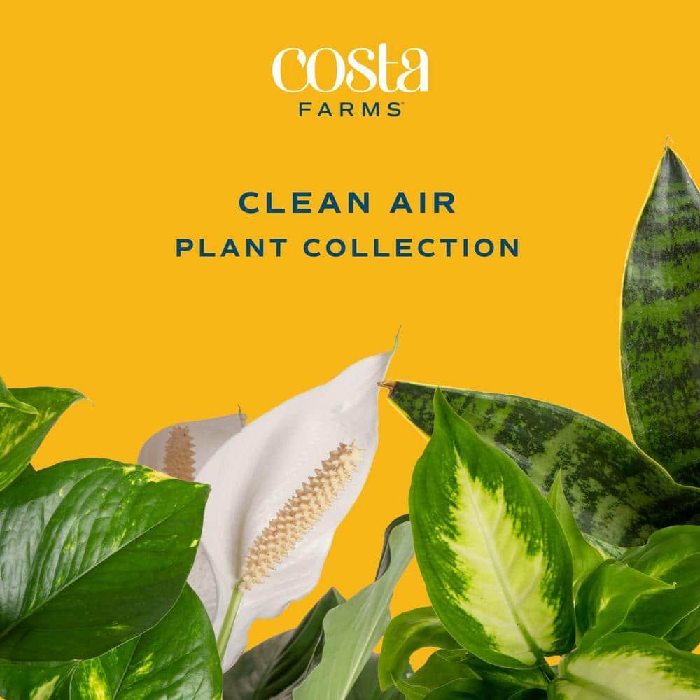 Exotic Angel Clean Air Indoor Houseplant 3-Pack 4'' White Pot 10'' Tall |  eBay