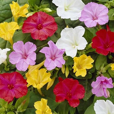 25+ Mirabelis Four O'Clock Flower Seeds Mix / Morning Glory / Self Seeding  | eBay