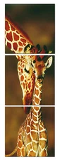 GIRAFFE/BABY&MOM ready to hang set of 3 mounted wall art/betterThan canvas print