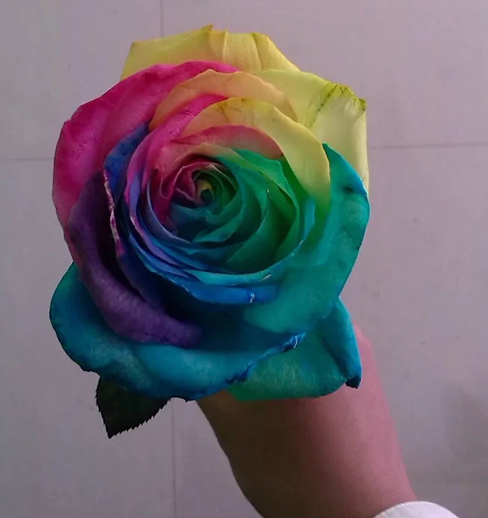 25pc RAINBOW ROSE SEEDS Garden Plant Flower rare exotic USA seller