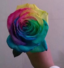 25pc RAINBOW ROSE SEEDS Garden Plant Flower rare exotic USA seller FREE shipping