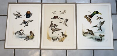  3 Riab Hand Colored Pencil Signed Mallards, Pintails & Redhead Duck Prints