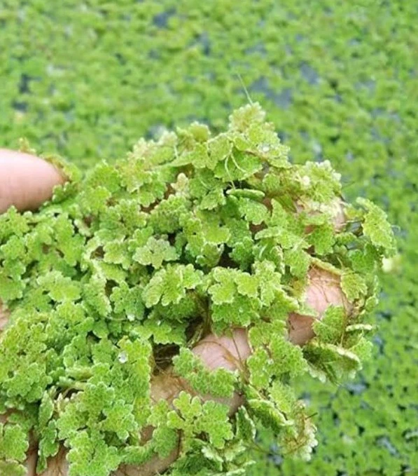 Azolla Pinnata 10x20cm Mosquito Fairy Fern Water Velvet Aquatic Water Plant Food
Opens in a new wind