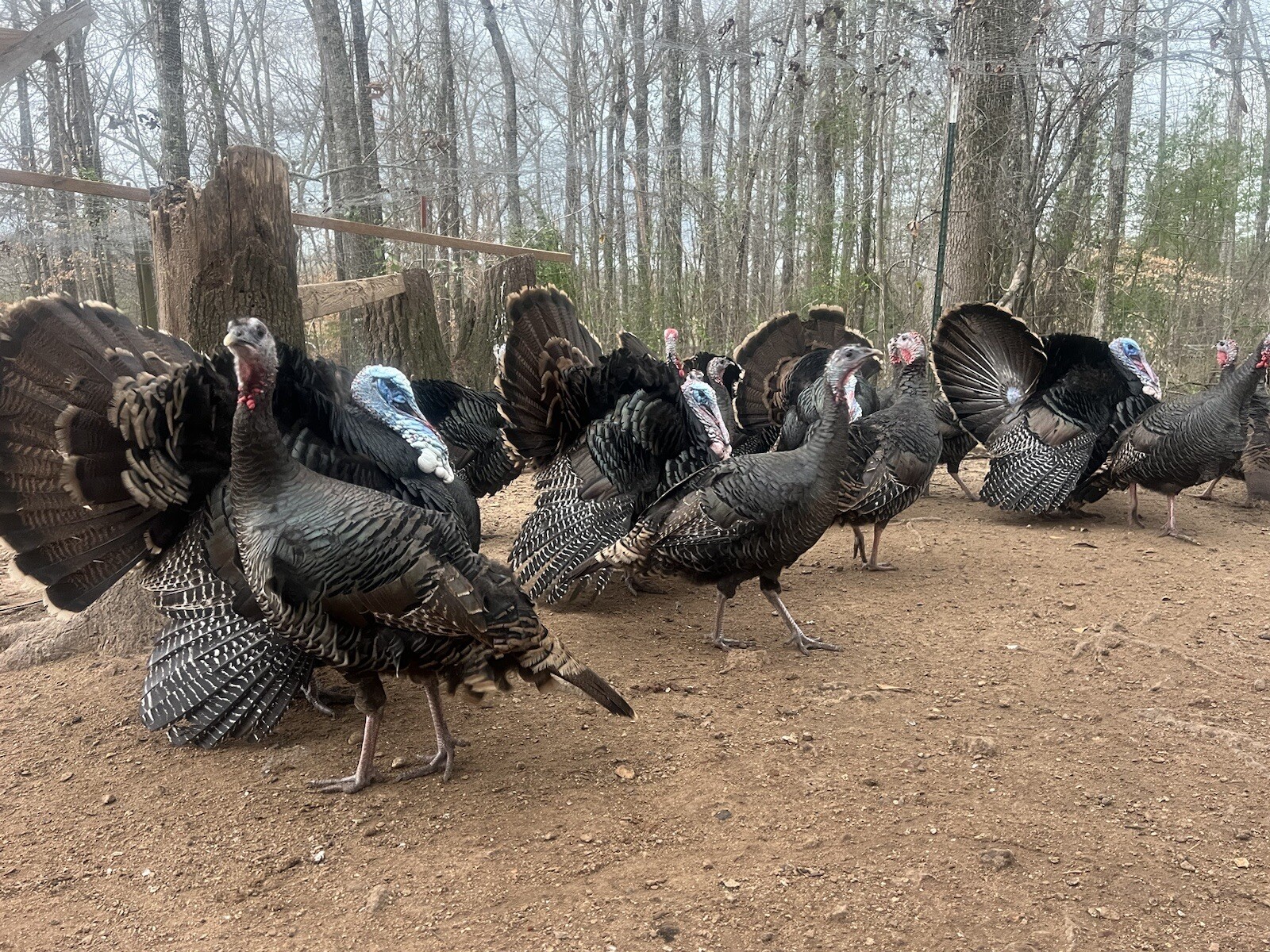 12 EASTERN WILD TURKEY HATCHING EGGS *** eBay