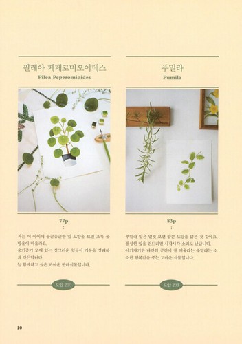 Drawing My Companion Plant with Watercolor Gouache - Korean Guide - Imagen 5 de 12