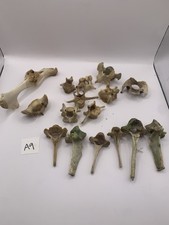 Sheep Bones Taxidermy Art Kit Curio Film