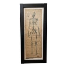 1920’s Dr. Josef Rejsek Original Large Skeletal Study Chart, Prague