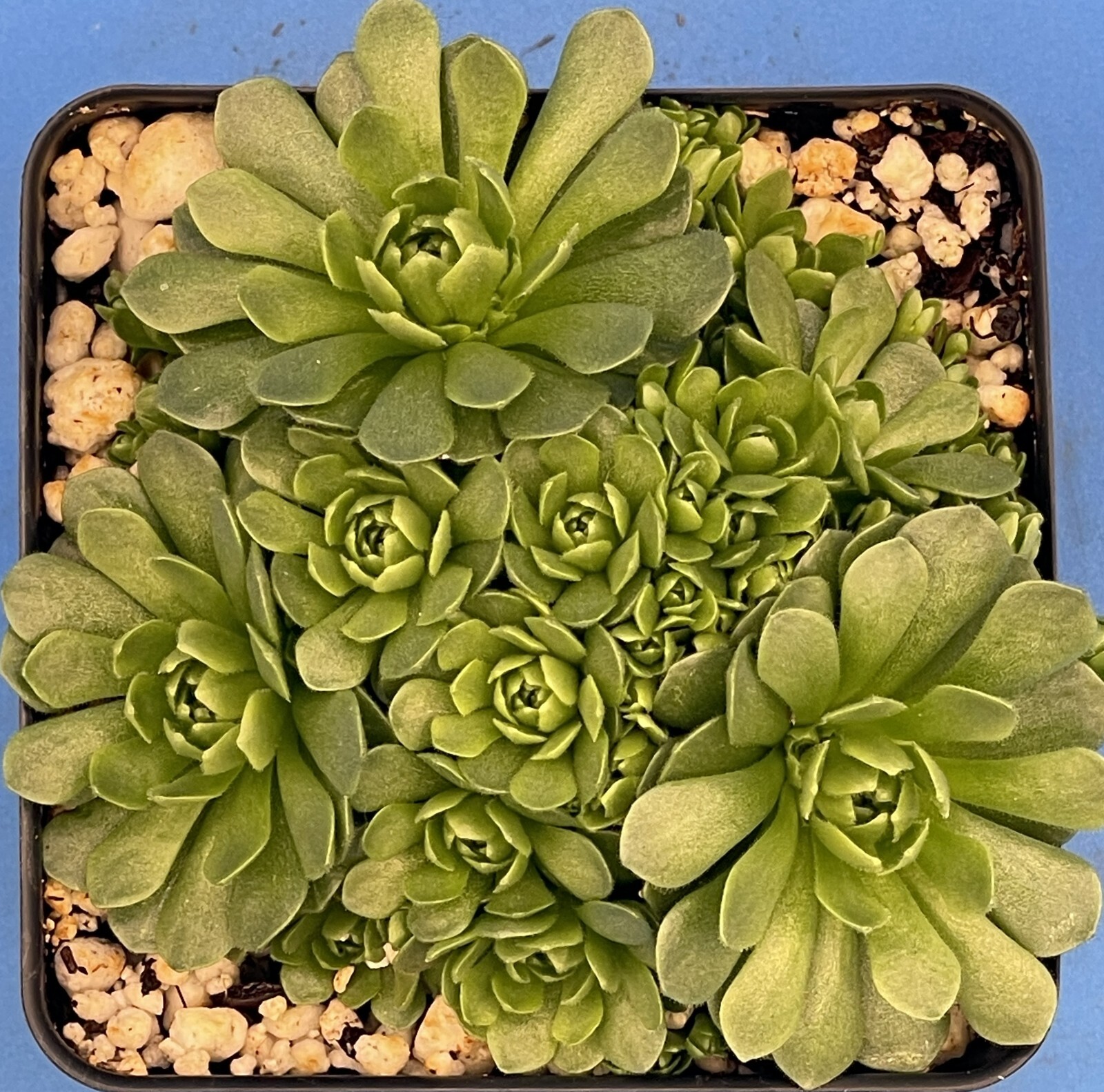 Turkish Stonecrop - RARE - Prometheum Muratdaghense - Ships in 3.5” pot (1)