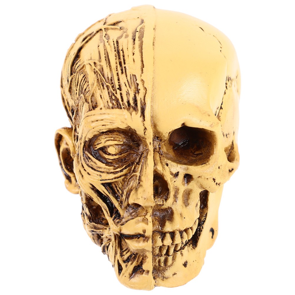 Realistisches Schädelmodell. Lebensechter menschlicher Schädel. Medizinische