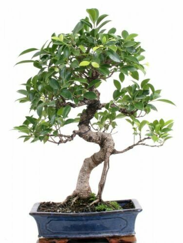 Exotenherz Rotbunter Gummibaum Ficus Elastica Belize - 17cm Topf, Ca.  50-60cm Hoch