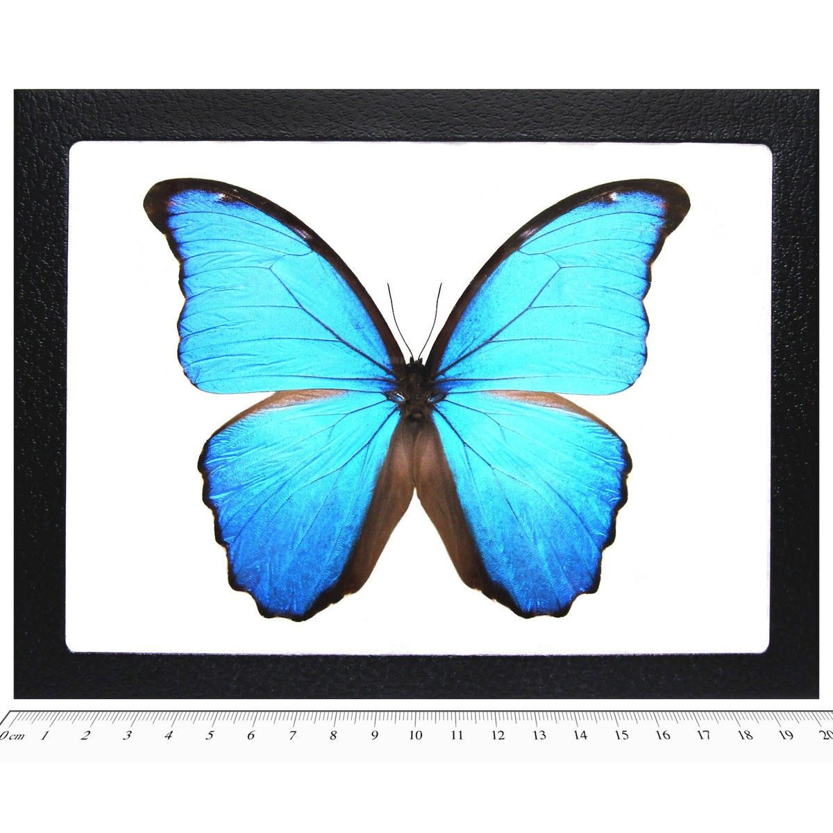 Morpho didius REAL FRAMED BUTTERFLY BLUE PERU | eBay