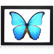 Morpho didius REAL FRAMED BUTTERFLY BLUE PERU
