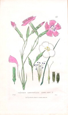 Antiker botanischer Druck NELKE DIANTHUS Baxter gravierter Blumendruck 1834