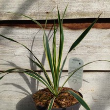 Yucca filamentosa jasna krawędź, łącznie 45-50 cm, 2 l doniczka
