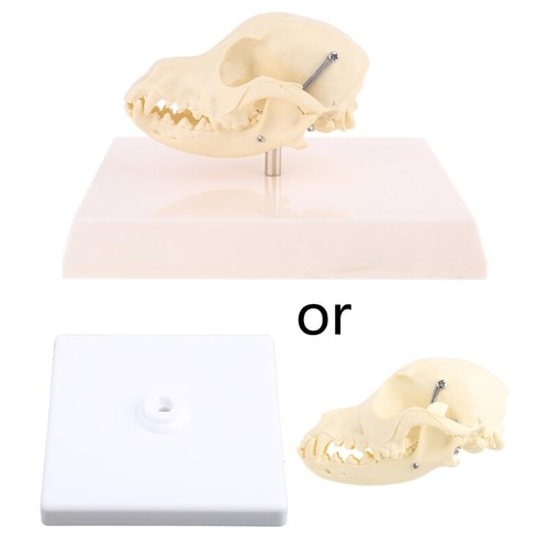 Canine Dog Skull Model Anatomy Skeleton Veterinary Teaching Display eBay