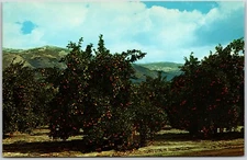 Valencia Oranges, California - Postcard