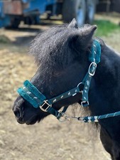 NEU PFERDEDRUCK PELZ KOPFHALSBAND BLEISEIL SET 13 FARBEN VOLL - MINI SHETTY