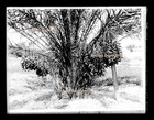 1910s Indio California Date Palm w/ 75 Pounds of Dates Glass Photo Negative — photo 3