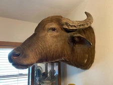 Professional Taxidermy Juvenile Asian Water Buffalo Shoulder Head Mount