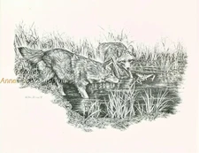 #173 COYOTES  wild life art print  * Pen and ink drawing by Jan Jellins
