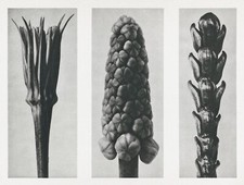 12750.Poster print.Room Wall design.1928 Blossfeldt plant macro art photography