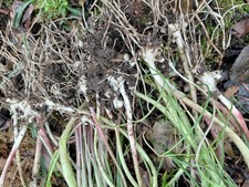 15 plants poireaux perpetuels BIO à planter