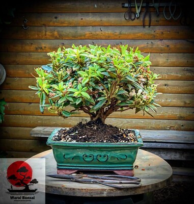 Rhododendron kelticum Robert Seleger - Chinesischer Zwerg-Rhododendron  BONSAI | eBay
