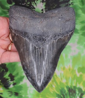 Megalodon Sharks Tooth 5 9/16" inch BEAUTY fossil sharks teeth tooth